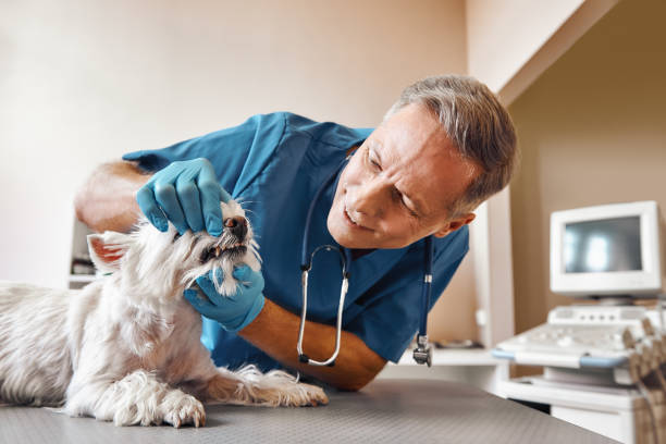 Best 24-Hour Emergency Dentist in Pascagoula, MS
